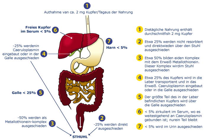 Diagram I: healthy subjects: intake and excretion is well balanced