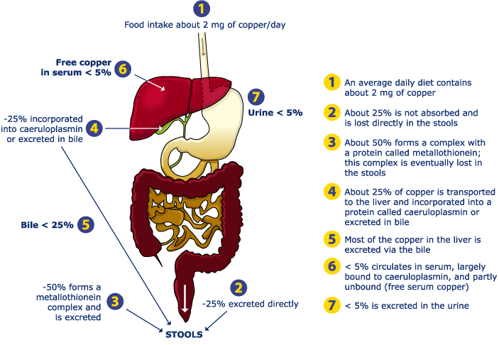 Diagram I: healthy subjects: intake and excretion is well balanced