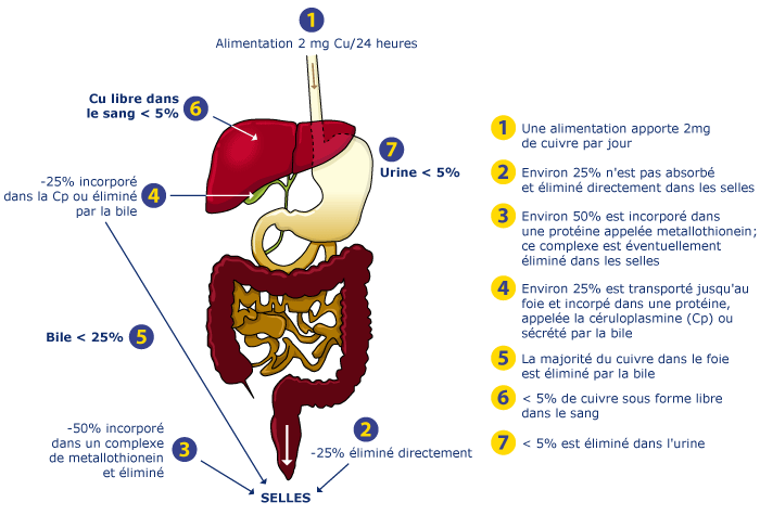 Diagram I