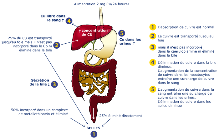 Diagram II