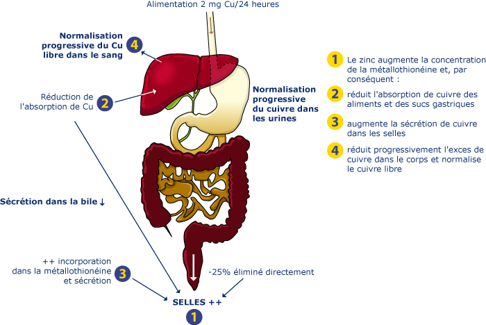 Diagram III