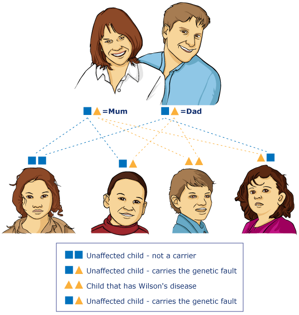   Diagram V